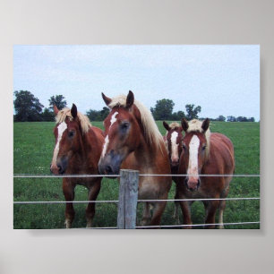 Belgian Horses Poster