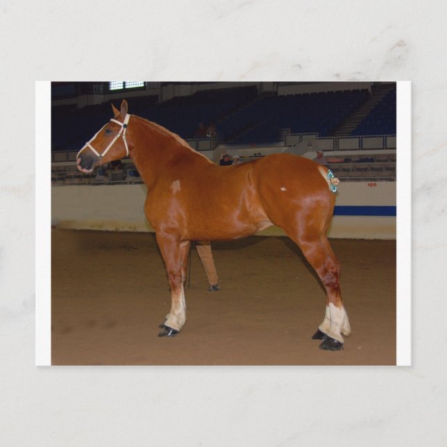 Belgian in show ring postcard (Front)