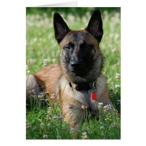 Image of Belgian Malinois