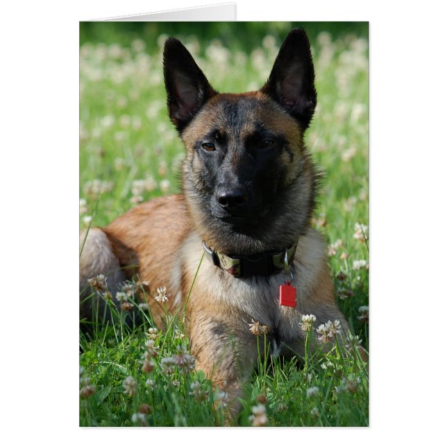 Belgian Malinois (Front)