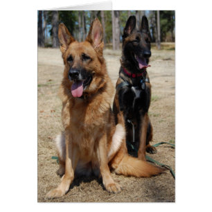 Belgian Malinois and German Shepherd