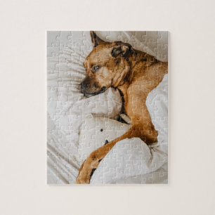 Belgian Malinois Boxer   Adorable Lazy Dog Photo Jigsaw Puzzle