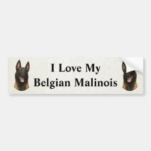 belgian malinois bumper sticker