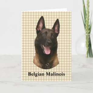 belgian malinois card