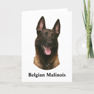 belgian malinois card