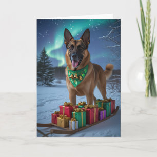 Belgian Malinois Dog Christmas Greeting Card