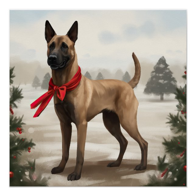 Belgian Malinois Dog in Snow Christmas Poster (Front)
