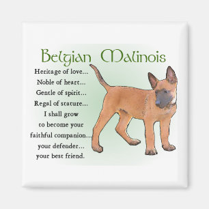 Belgian Malinois Gifts Magnet
