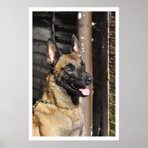 Belgian Malinois Guard Dog Poster