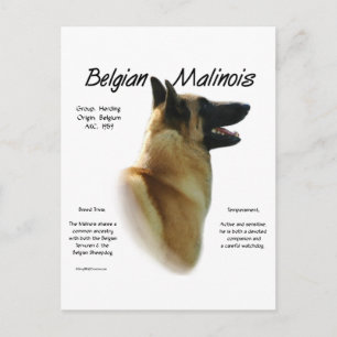 Belgian Malinois History; All about Malinois Postcard