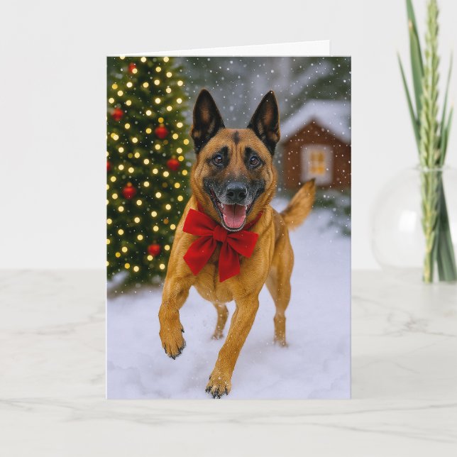 Belgian  Malinois Holiday Card (Front)