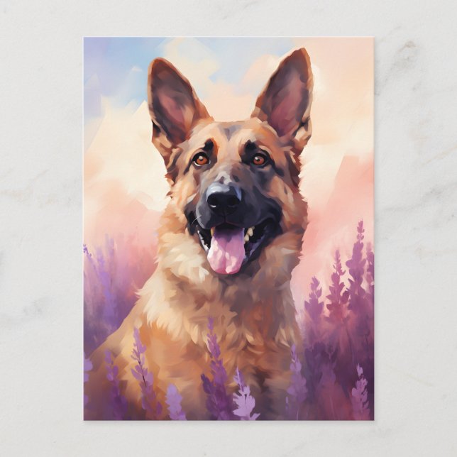 Belgian Malinois in Lavender field Postcard (Front)