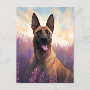 Belgian Malinois in Lavender field Postcard