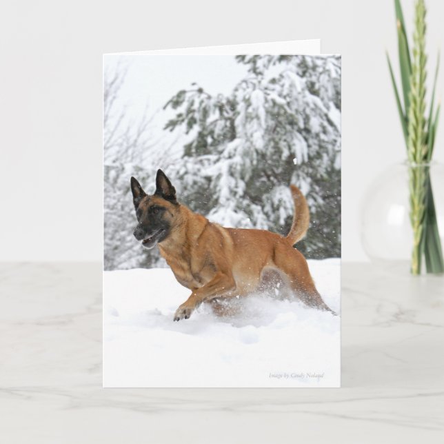 Belgian Malinois in Snow Greeting Card (Front)