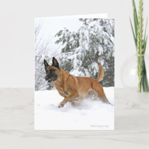 Belgian Malinois in Snow Greeting Card