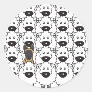 Belgian Malinois in the Sheep Classic Round Sticker