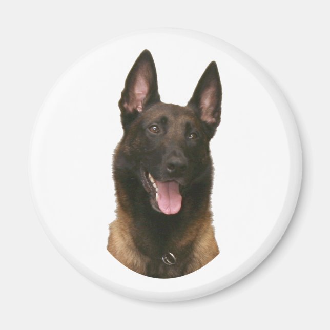 belgian malinois magnet (Front)