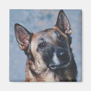 Belgian Malinois Magnet