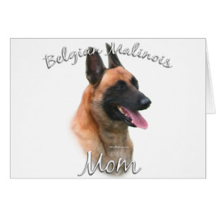 Belgian Malinois Mum 2