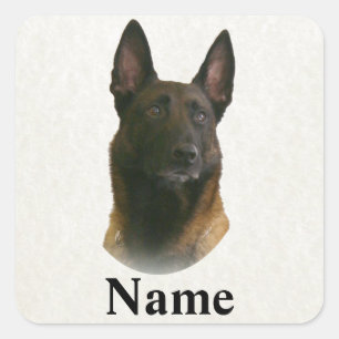belgian malinois name square sticker