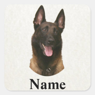 belgian malinois name square sticker