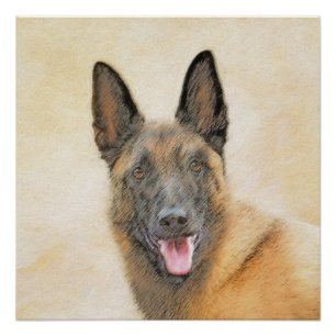 Belgian Malinois Painting - Cute Original Dog Art Poster