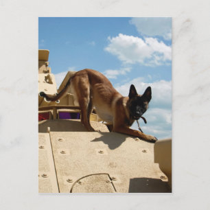 Belgian Malinois Postcard