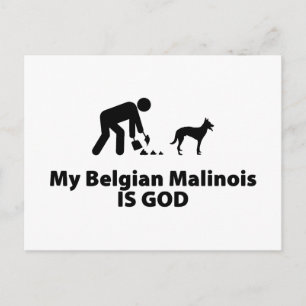 Belgian Malinois Postcard