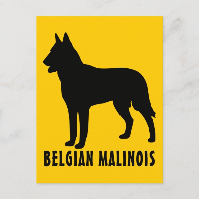 Belgian Malinois Postcard (Front)