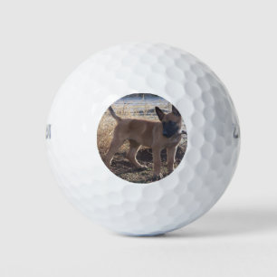Belgian_Malinois_Puppy full Golf Balls