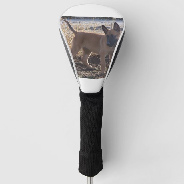 Belgian_Malinois_Puppy full Golf Head Cover (Front)