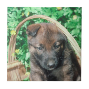 Belgian Malinois Puppy Tile