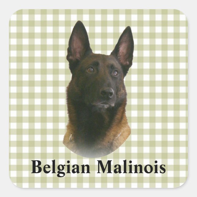 belgian malinois square sticker (Front)
