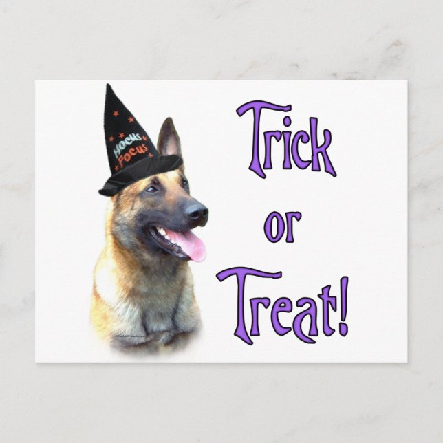 Belgian Malinois Trick Postcard (Front)
