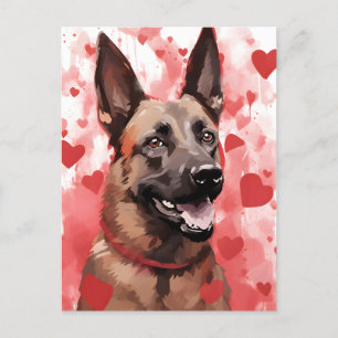 Belgian Malinois Valentines day Postcard
