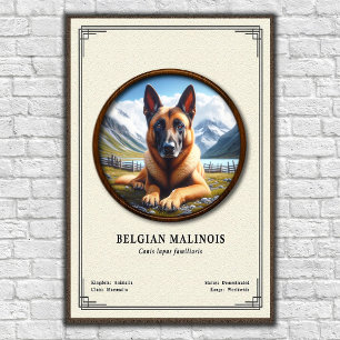 Belgian Malinois Zoology Series Poster