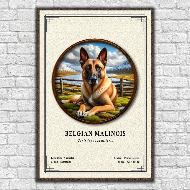 Belgian Malinois Zoology Series Poster (Creator Uploaded)