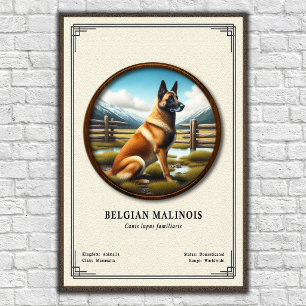 Belgian Malinois Zoology Series Poster