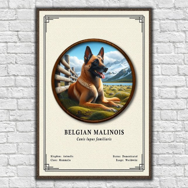 Belgian Malinois Zoology Series Poster (Creator Uploaded)