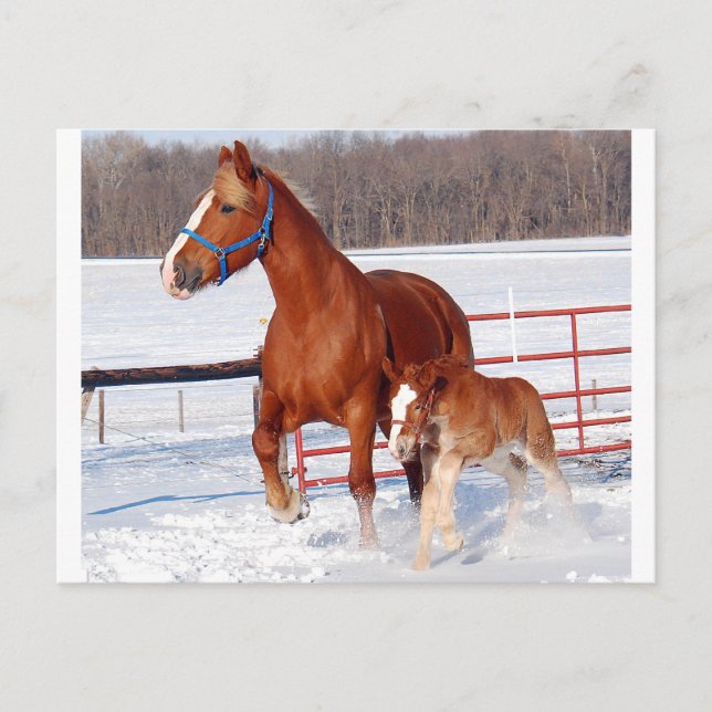 Belgian Mare and Filly Postcard (Front)