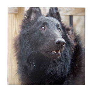 Belgian Sheep Dog Tile