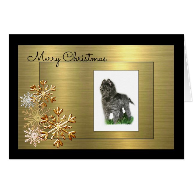 Belgian Sheepdog (Front Horizontal)