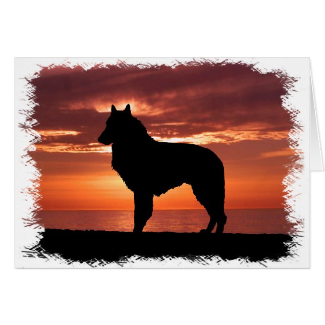 Belgian Sheepdog (Front Horizontal)
