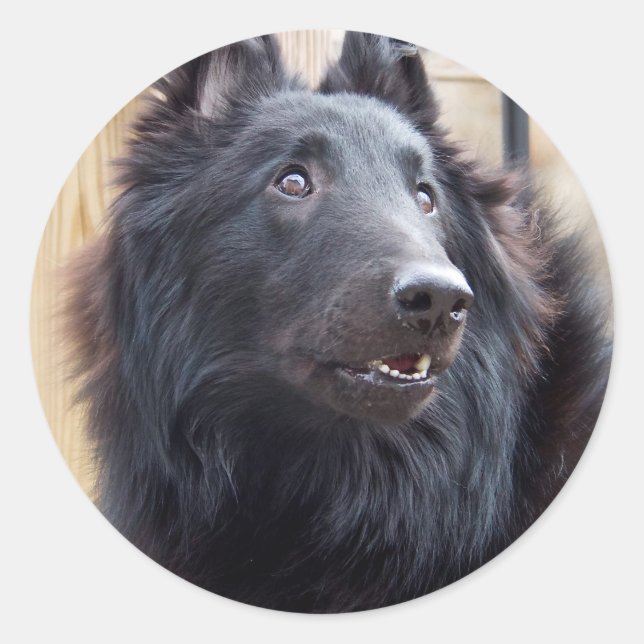 Belgian Sheepdog Classic Round Sticker (Front)