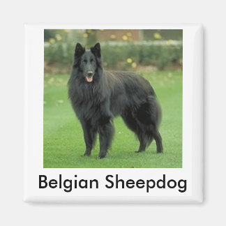 Belgian Sheepdog Magnet