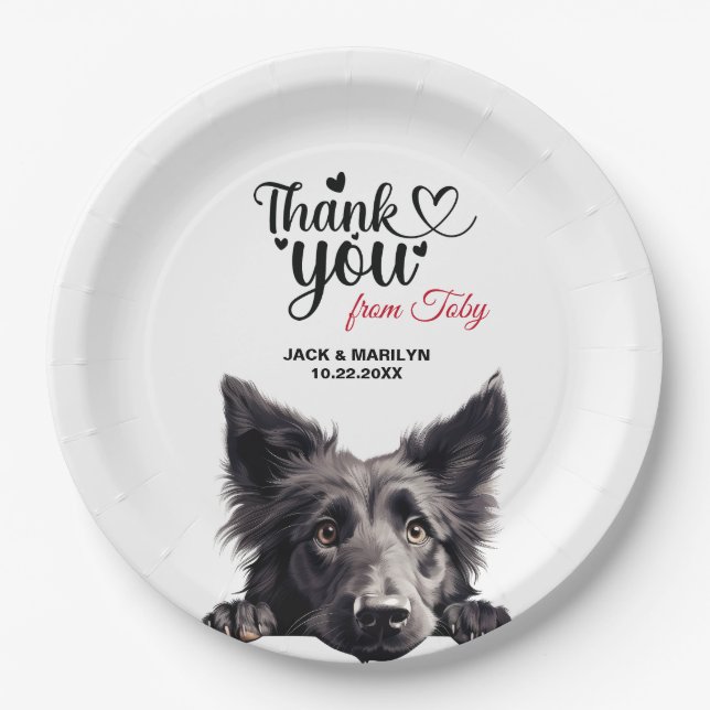 Belgian Sheepdog Paper Plate (Front)
