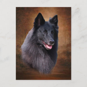 Belgian Sheepdog Postcard