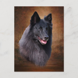 Belgian Sheepdog Postcard