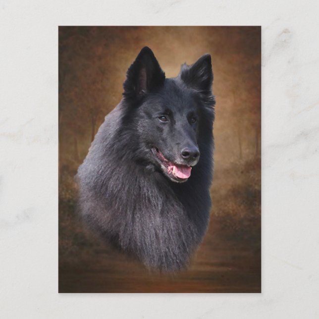 Belgian Sheepdog Postcard (Front)