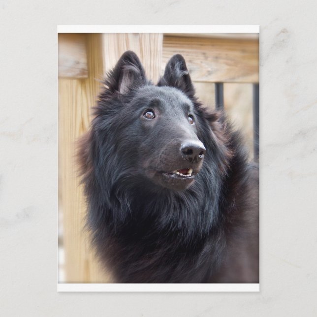 Belgian Sheepdog Postcard (Front)